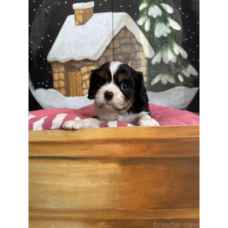 販売中の埼玉県のキャバリアキングチャールズスパニエル-438612の3枚目