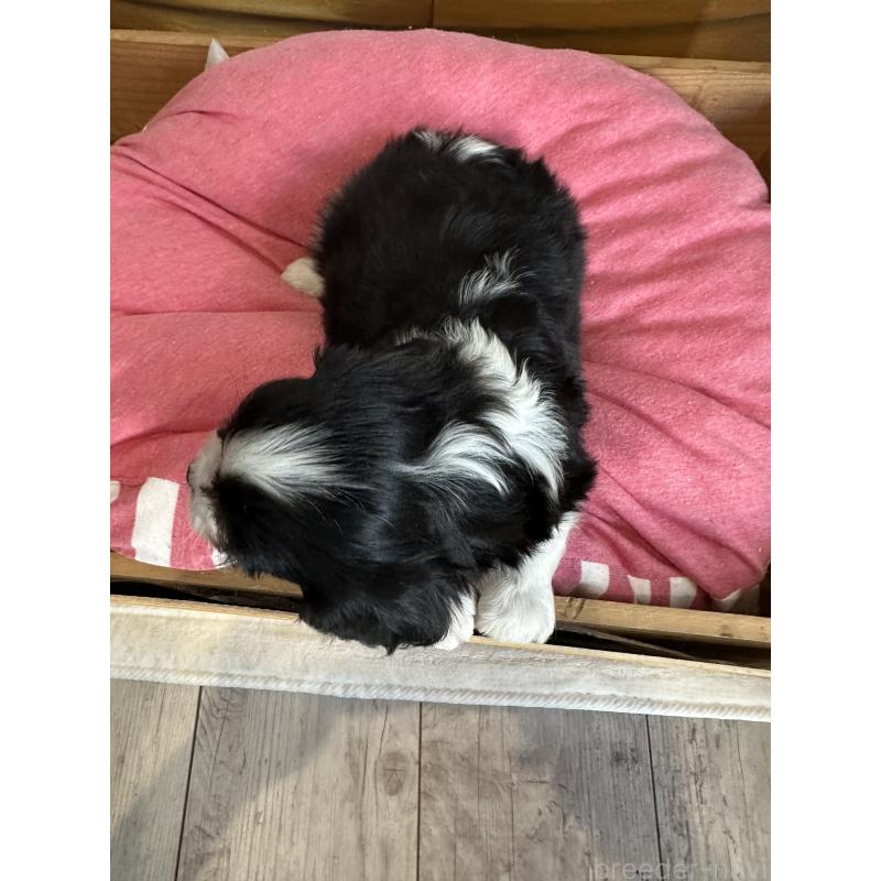 販売中の埼玉県のキャバリアキングチャールズスパニエル-438612の2枚目