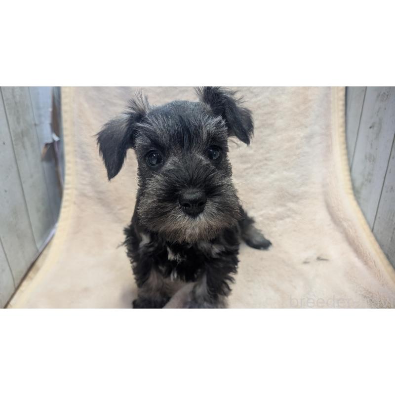 販売中の熊本県のミニチュアシュナウザー-432240の10枚目