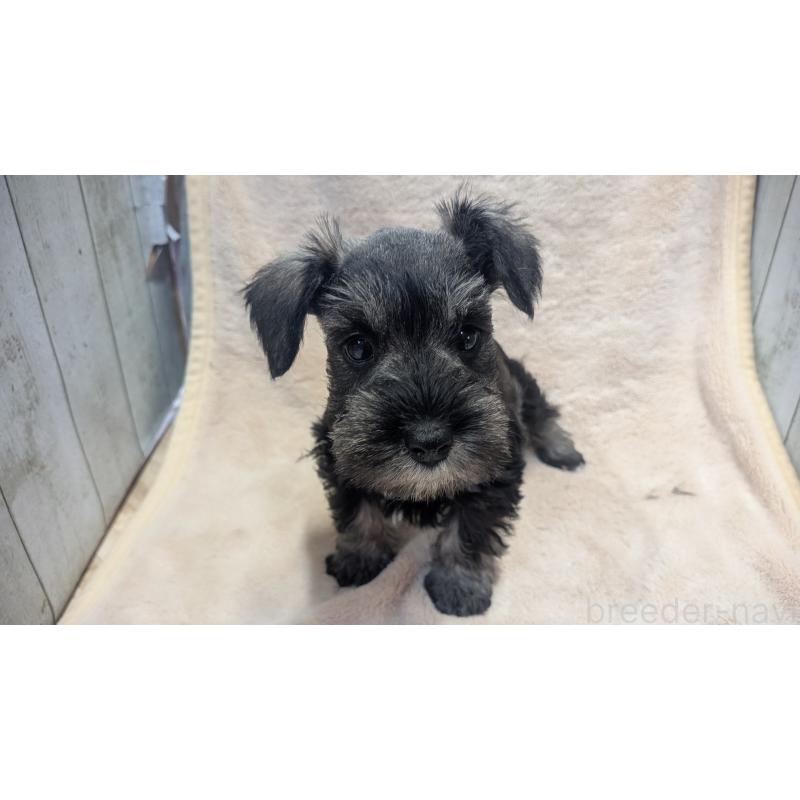 販売中の熊本県のミニチュアシュナウザー-432240の9枚目