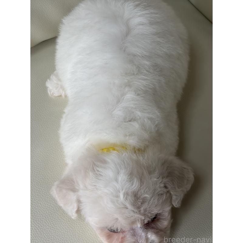 成約済の滋賀県のビションフリーゼ-434565の6枚目