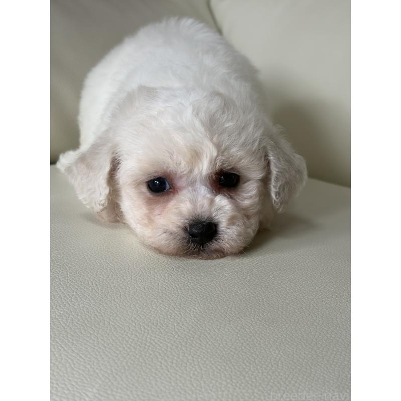 成約済の滋賀県のビションフリーゼ-434565の4枚目