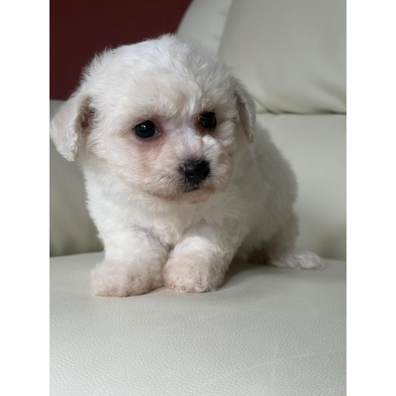 成約済の滋賀県のビションフリーゼ-434565の3枚目