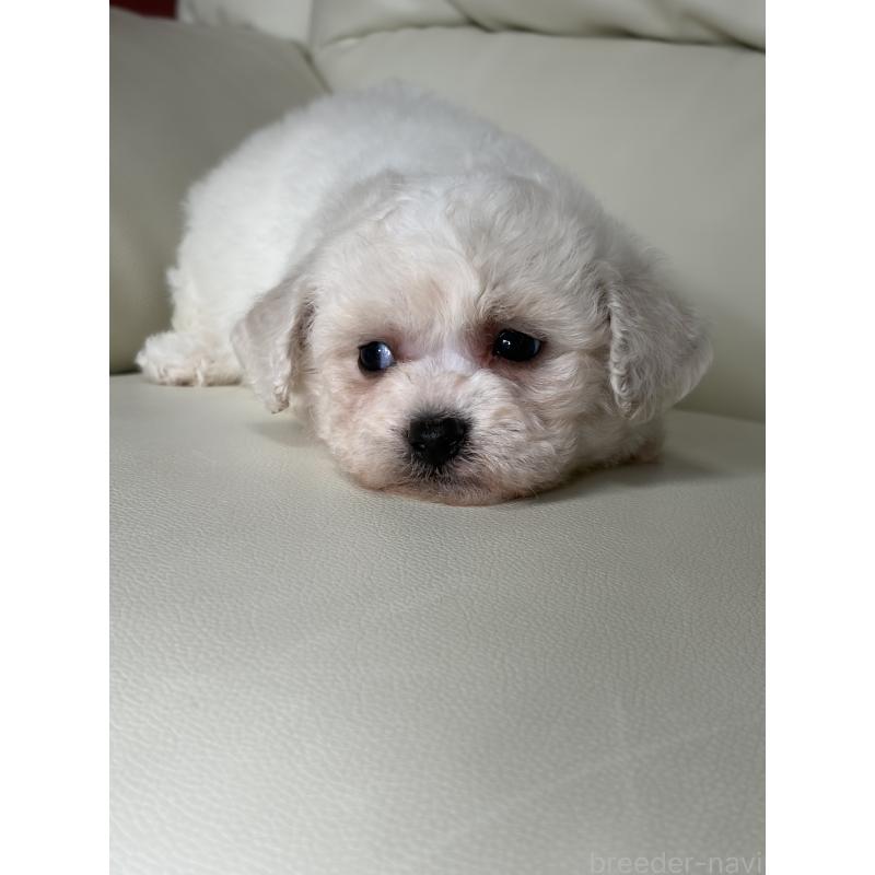 成約済の滋賀県のビションフリーゼ-434565の2枚目