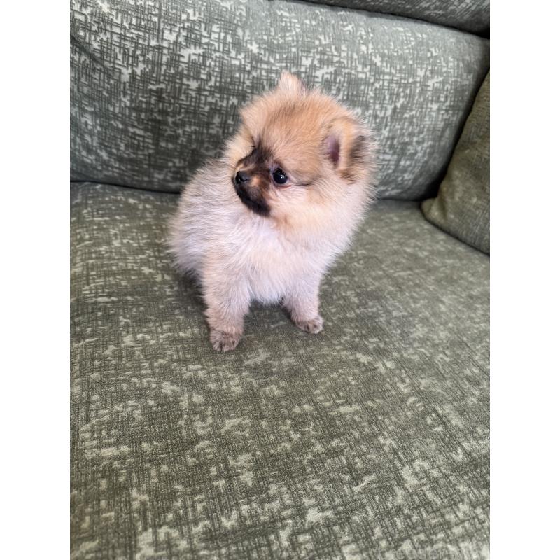 販売中の福岡県のポメラニアン-431934の5枚目