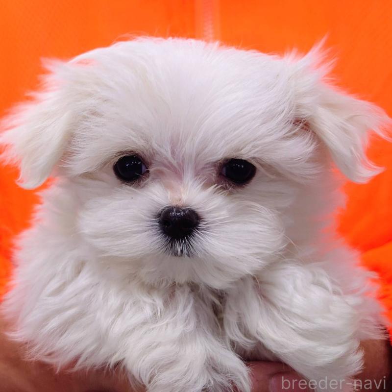 販売中の山口県のマルチーズ-438613の1枚目