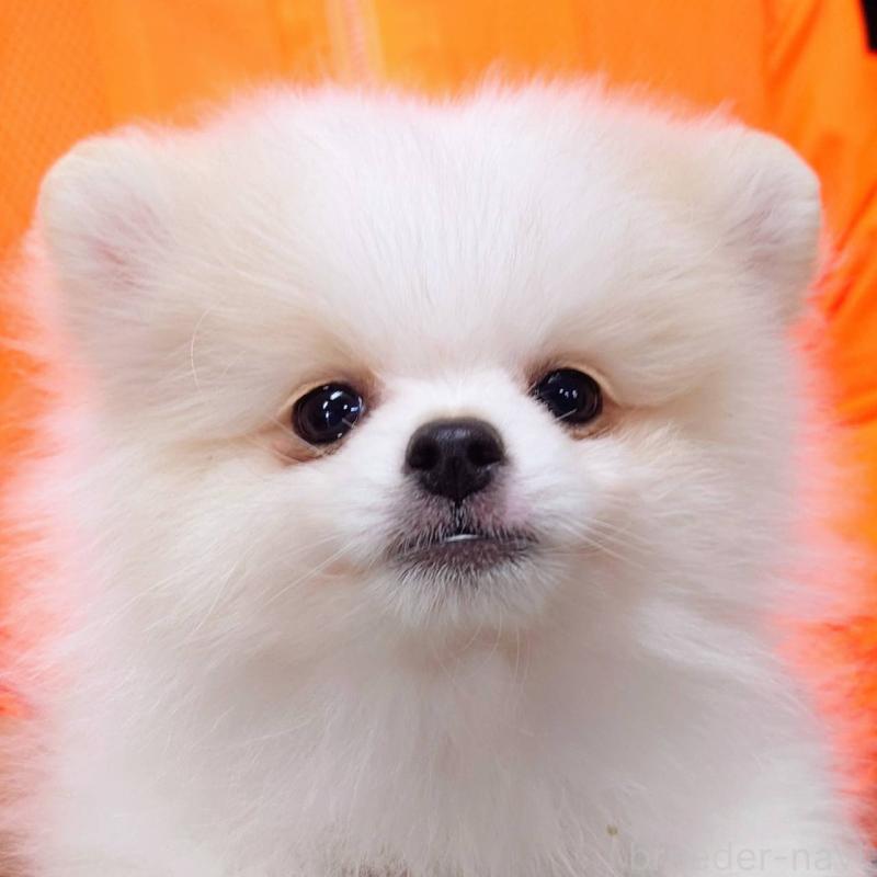 販売中の山口県のポメラニアン-438614の1枚目