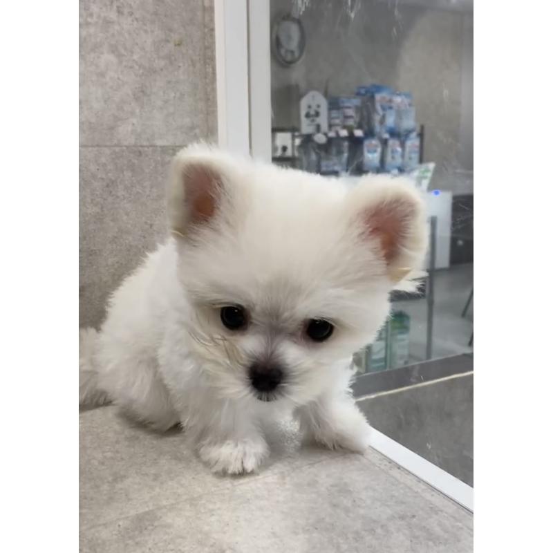 商談中の福岡県のポメマル:ポメラニアン×マルチーズ-432859の3枚目