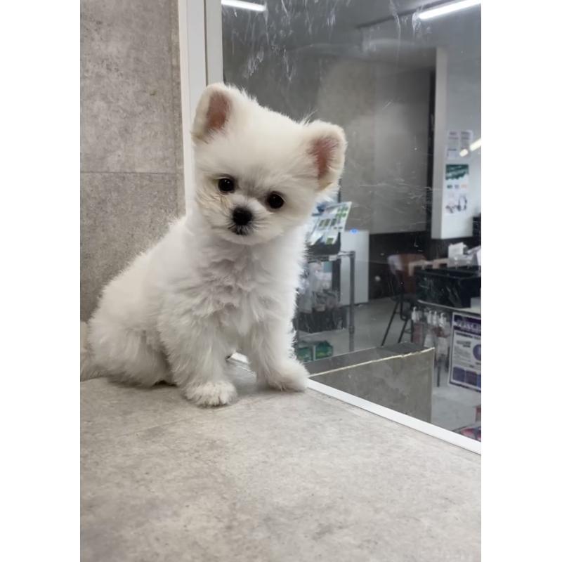 商談中の福岡県のポメマル:ポメラニアン×マルチーズ-432859の2枚目