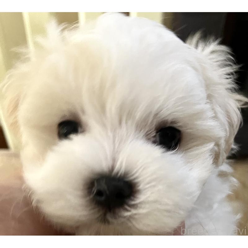 販売中の滋賀県のマルチーズ-430675の21枚目