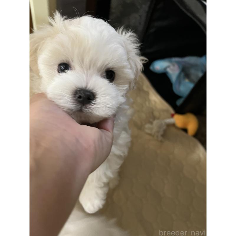 販売中の滋賀県のマルチーズ-430675の20枚目