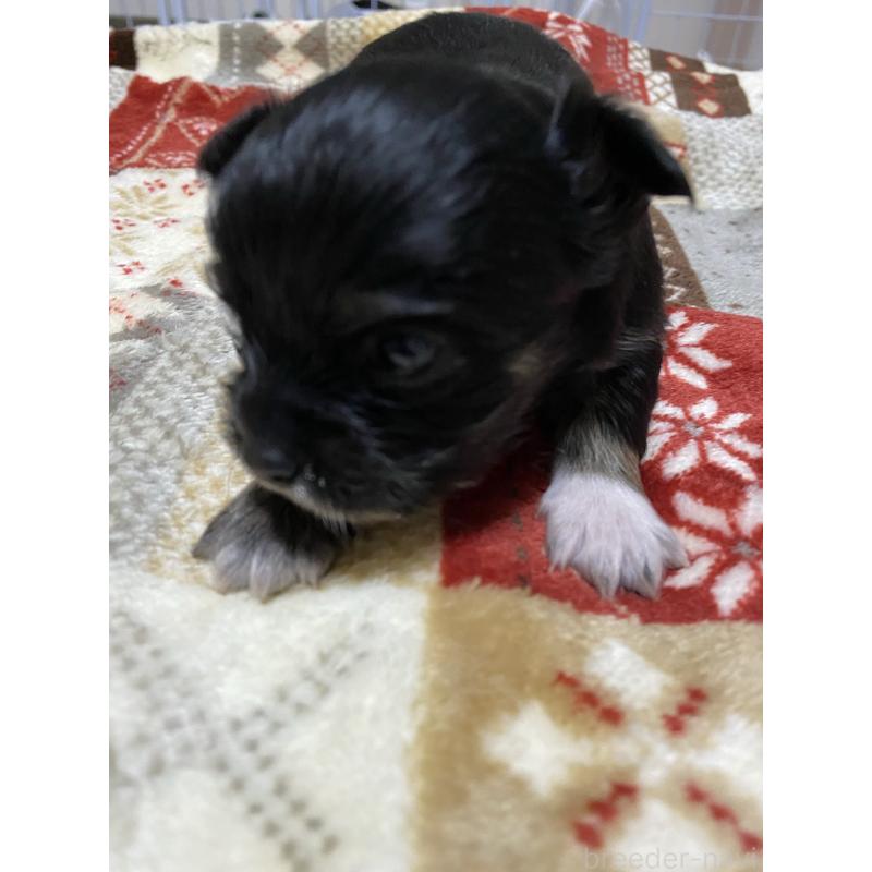 販売中の山形県のチワワ(ロングコート)-438615の5枚目