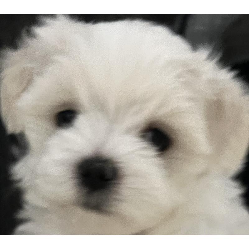 商談中の滋賀県のマルチーズ-430679の11枚目