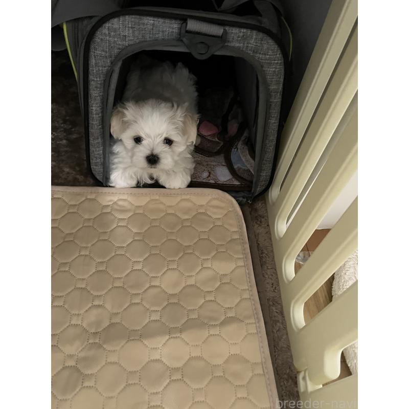 商談中の滋賀県のマルチーズ-430679の10枚目