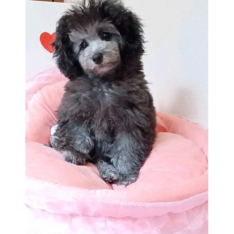 販売中の三重県のトイプードル-410266の3枚目