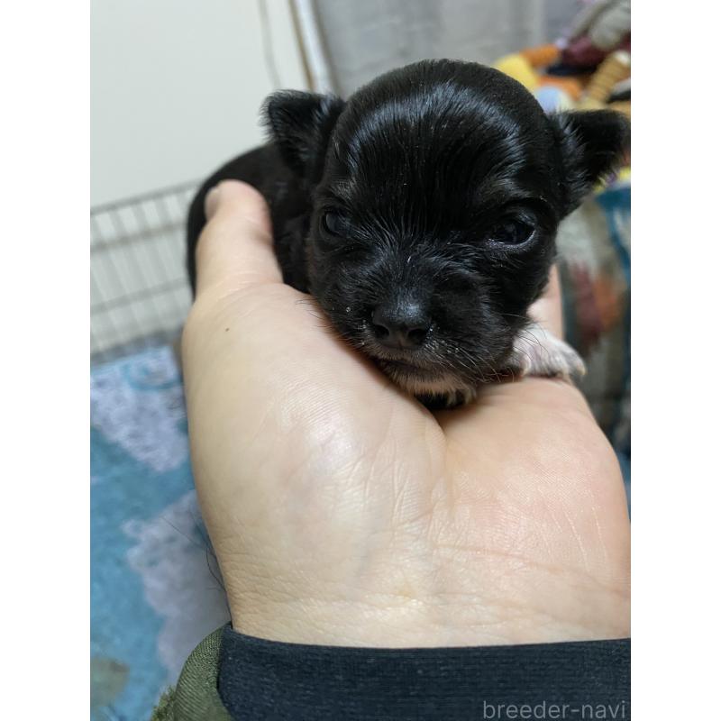 販売中の山形県のチワワ(ロングコート)-438615の2枚目