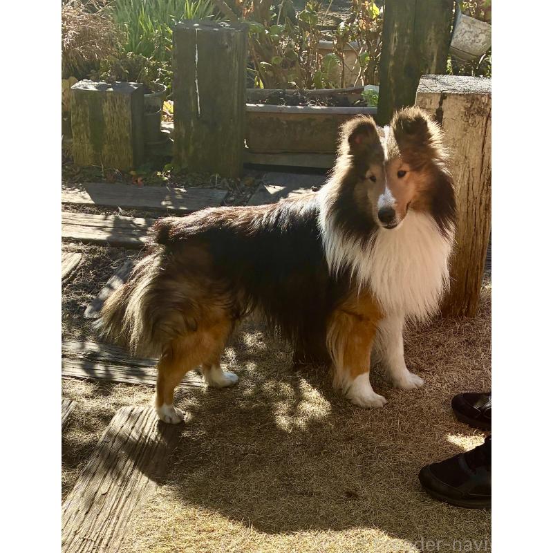 成約済の静岡県のシェットランドシープドッグ(シェルティ)-438279の4枚目