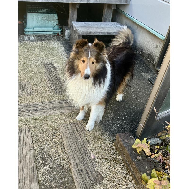 成約済の静岡県のシェットランドシープドッグ(シェルティ)-438279の2枚目