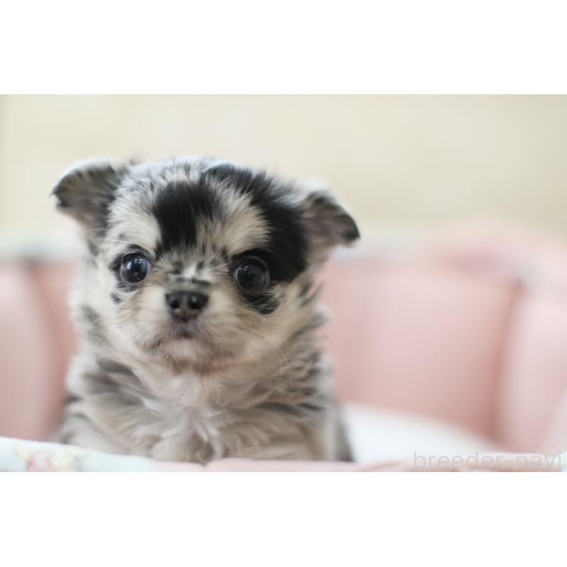 成約済の兵庫県のチワワ(ロングコート)-437729の6枚目