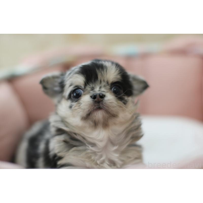 成約済の兵庫県のチワワ(ロングコート)-437729の5枚目