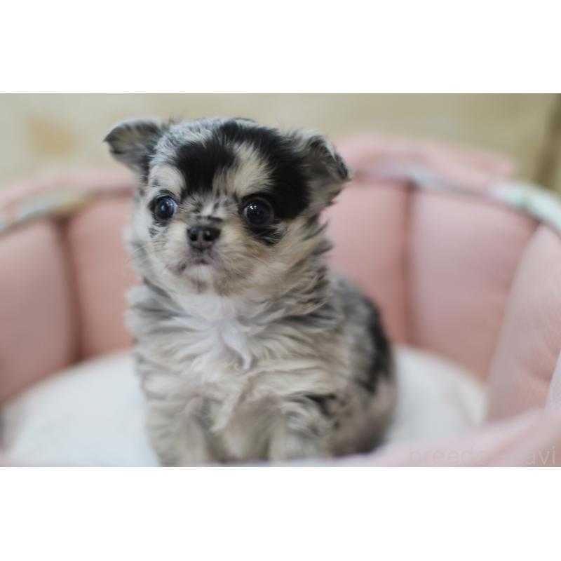 成約済の兵庫県のチワワ(ロングコート)-437729の4枚目