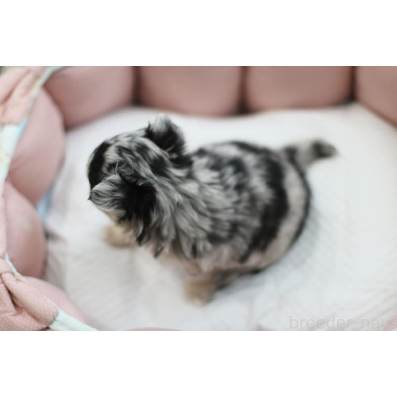 成約済の兵庫県のチワワ(ロングコート)-437729の3枚目