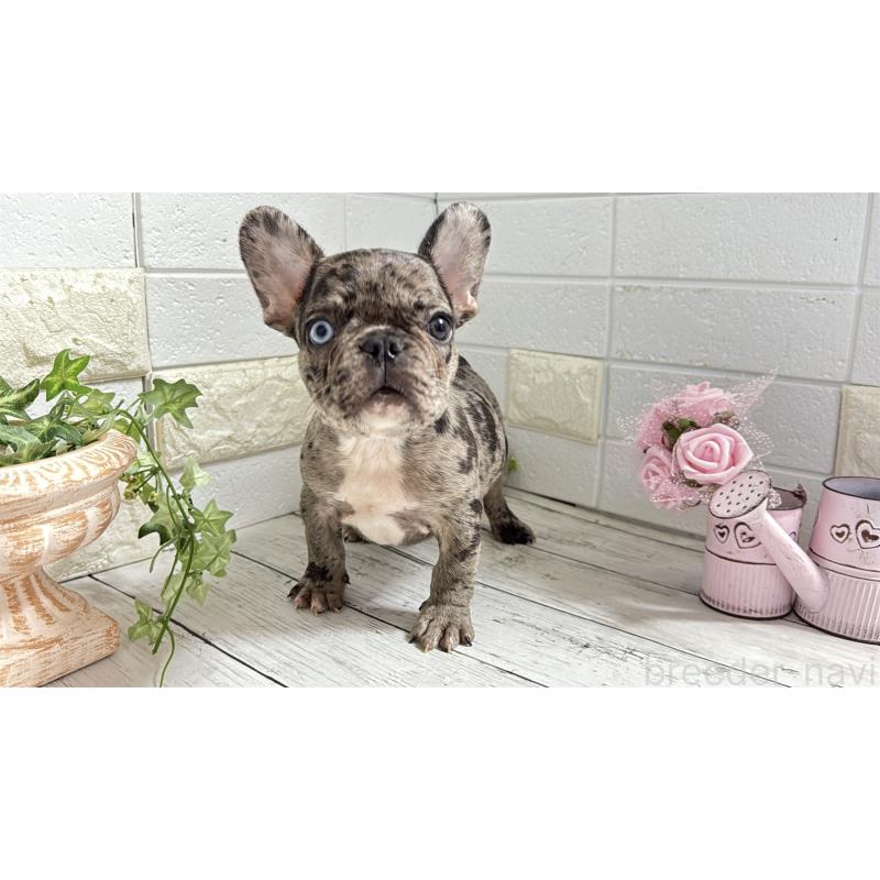 販売中の埼玉県のフレンチブルドッグ-432346の14枚目