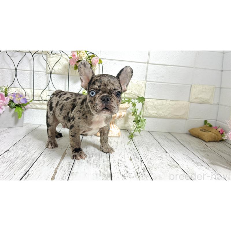 販売中の埼玉県のフレンチブルドッグ-432346の13枚目