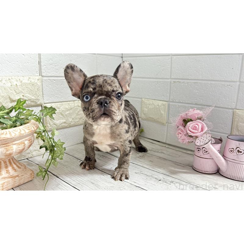 販売中の埼玉県のフレンチブルドッグ-432346の12枚目