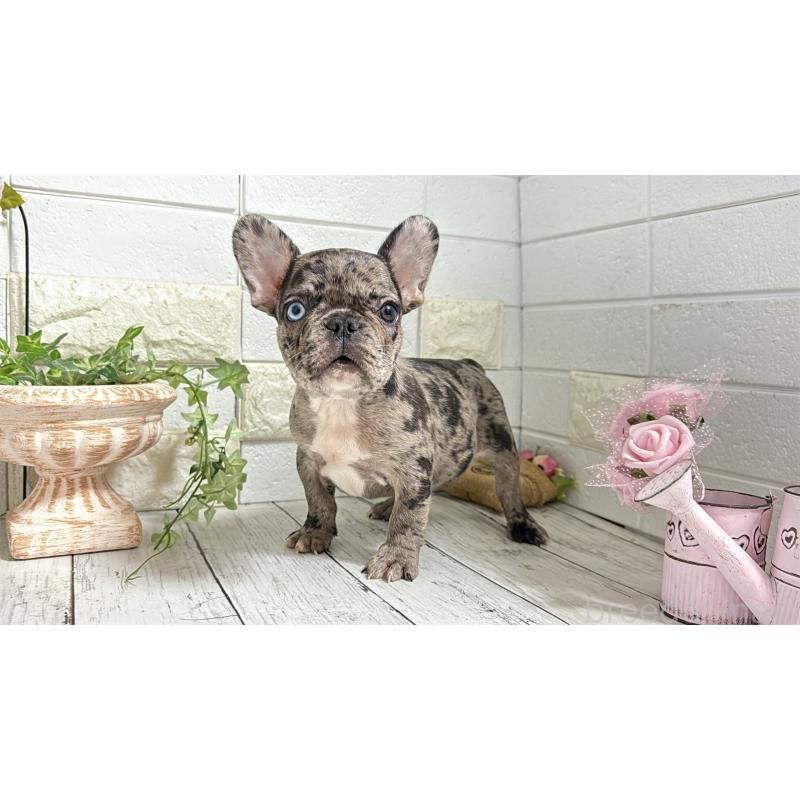 販売中の埼玉県のフレンチブルドッグ-432346の11枚目