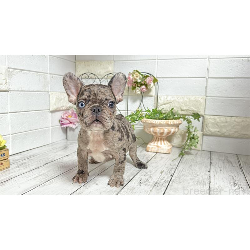 販売中の埼玉県のフレンチブルドッグ-432346の10枚目