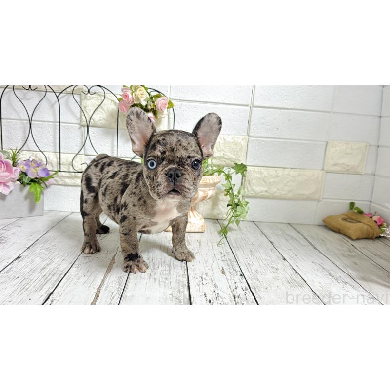 販売中の埼玉県のフレンチブルドッグ-432346の9枚目