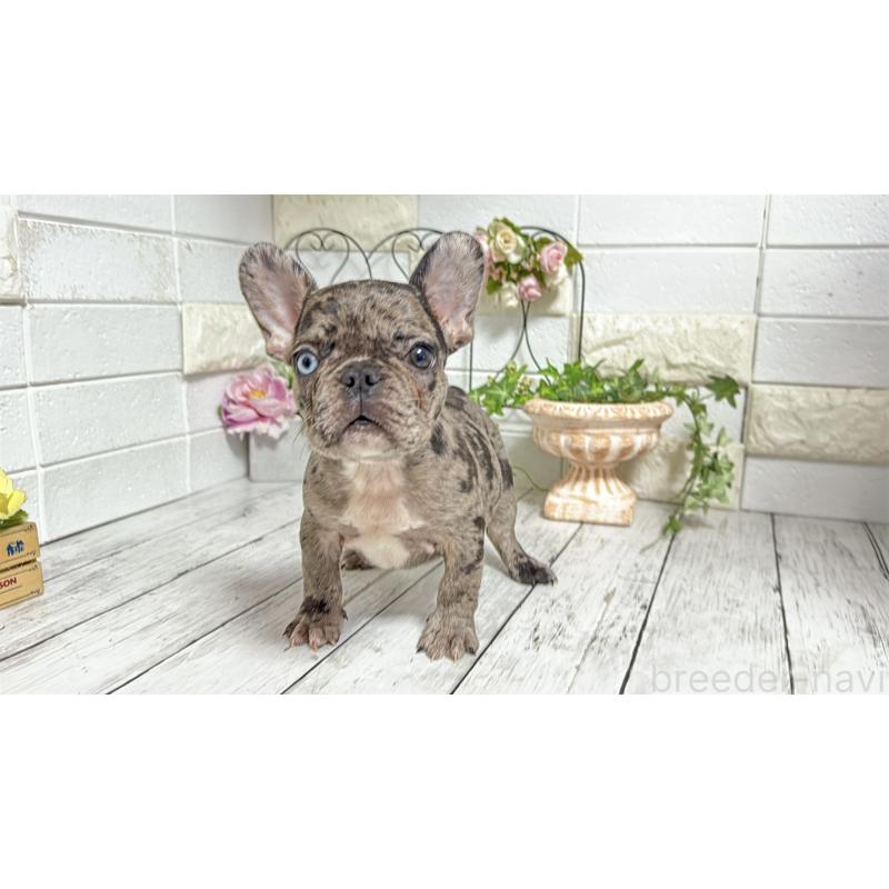 販売中の埼玉県のフレンチブルドッグ-432346の8枚目