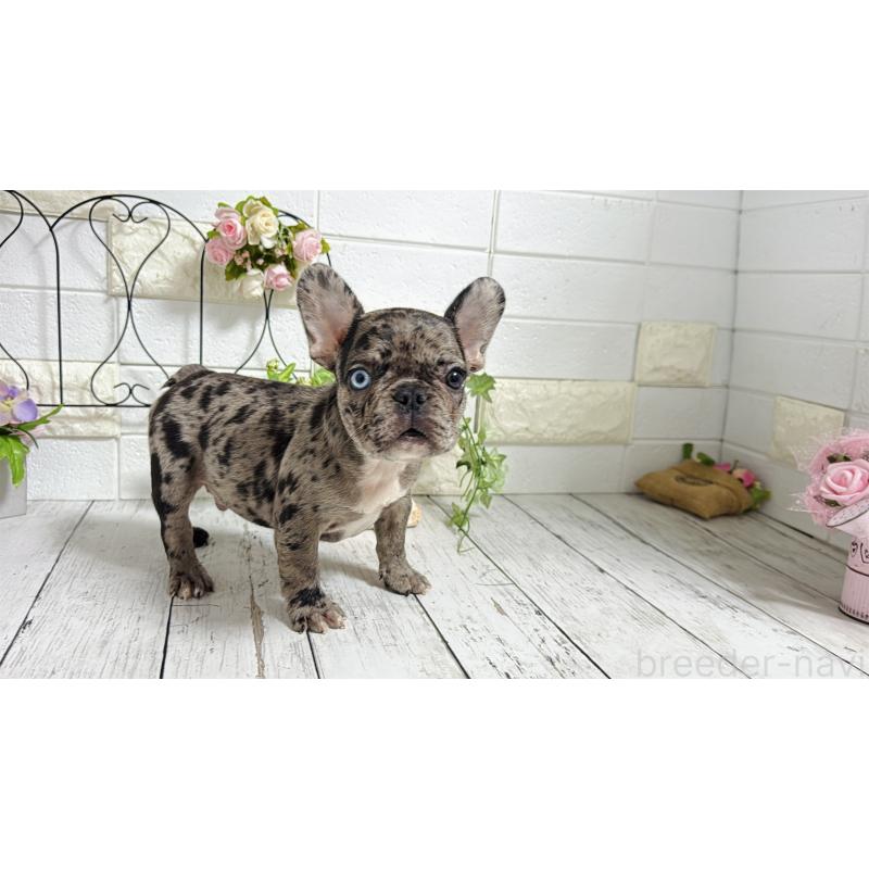 販売中の埼玉県のフレンチブルドッグ-432346の7枚目