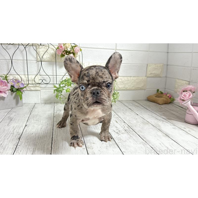 販売中の埼玉県のフレンチブルドッグ-432346の6枚目
