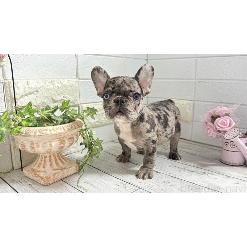 販売中の埼玉県のフレンチブルドッグ-432346の5枚目