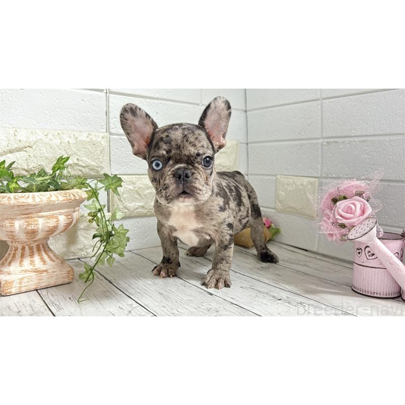 販売中の埼玉県のフレンチブルドッグ-432346の4枚目