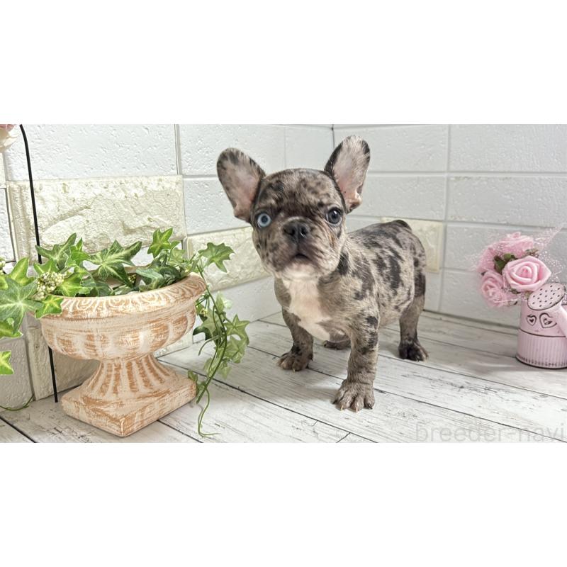 販売中の埼玉県のフレンチブルドッグ-432346の3枚目