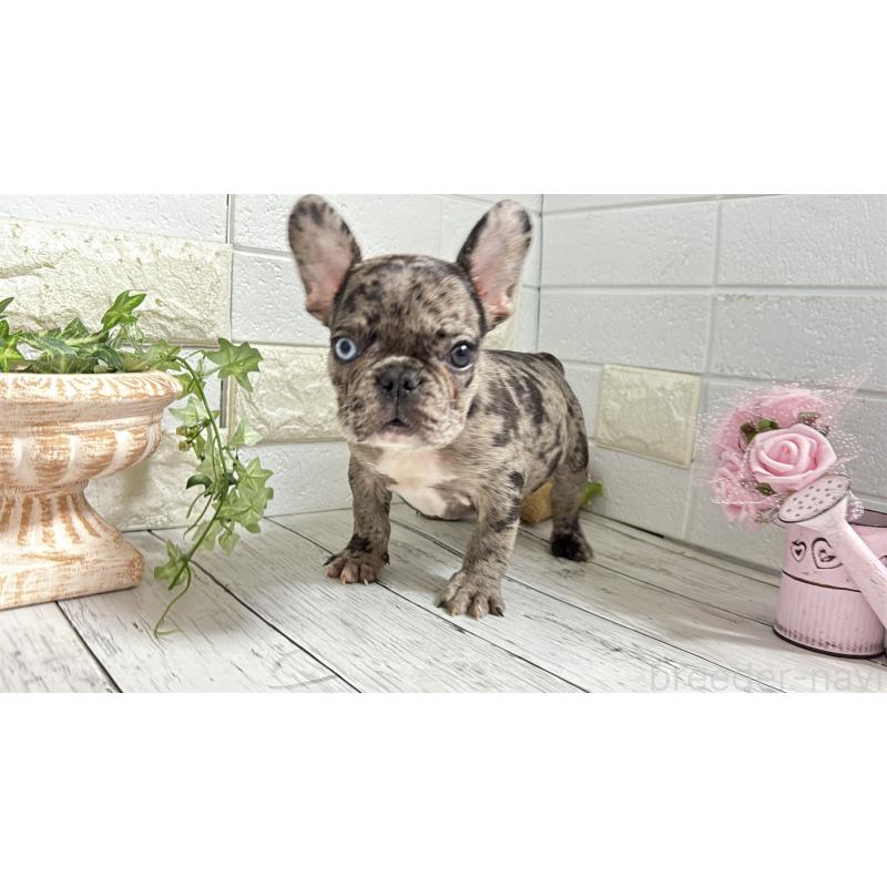 販売中の埼玉県のフレンチブルドッグ-432346の2枚目