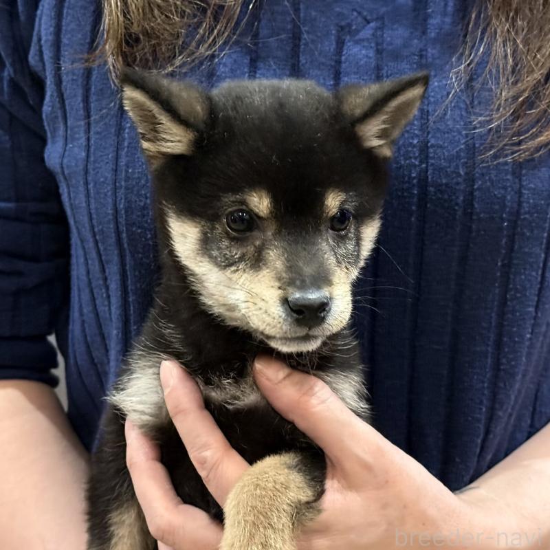 販売中の千葉県の豆柴-426356