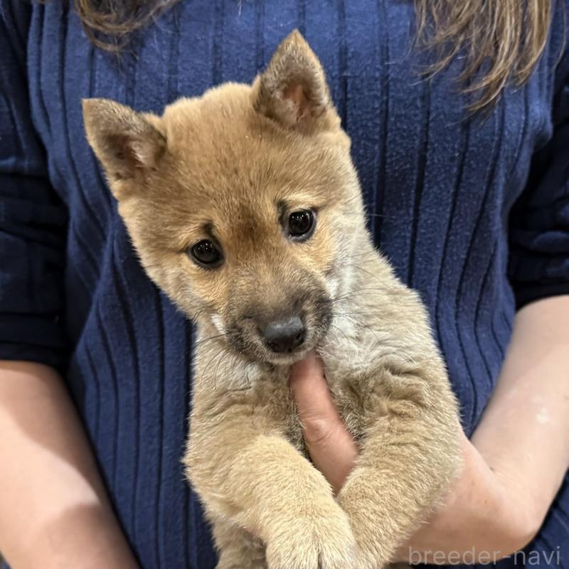 販売中の千葉県の豆柴-431941