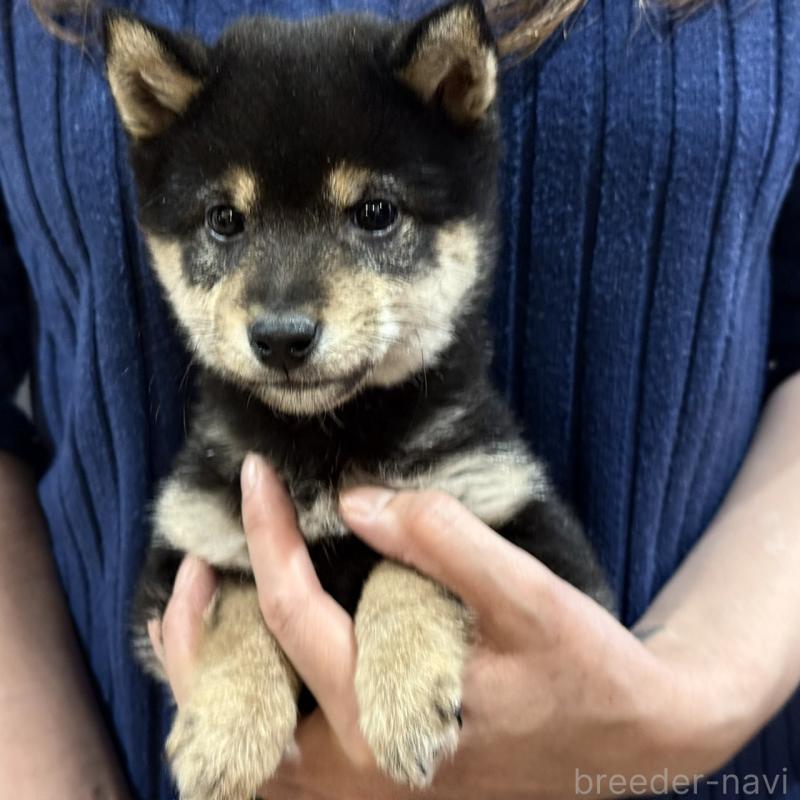 販売中の千葉県の豆柴-431937