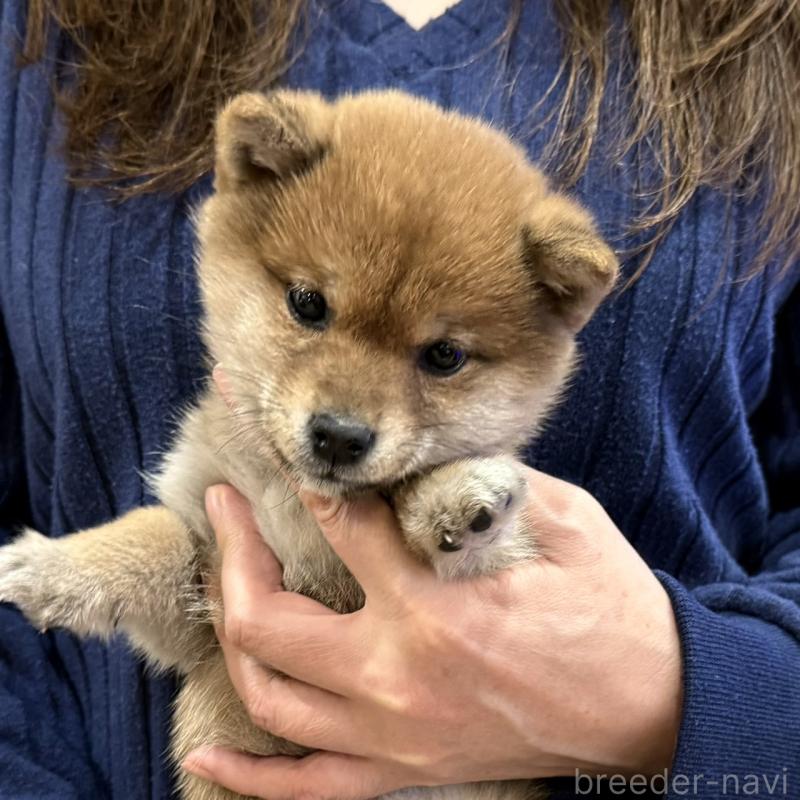 販売中の千葉県の豆柴-433883