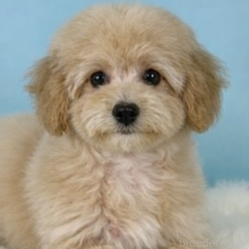 販売中の栃木県のビションプー:ビションフリーゼ×トイプードル-411574