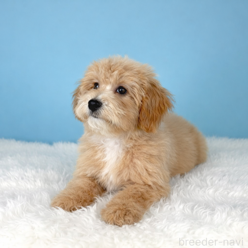 販売中の栃木県のビションプー:ビションフリーゼ×トイプードル-411573の4枚目