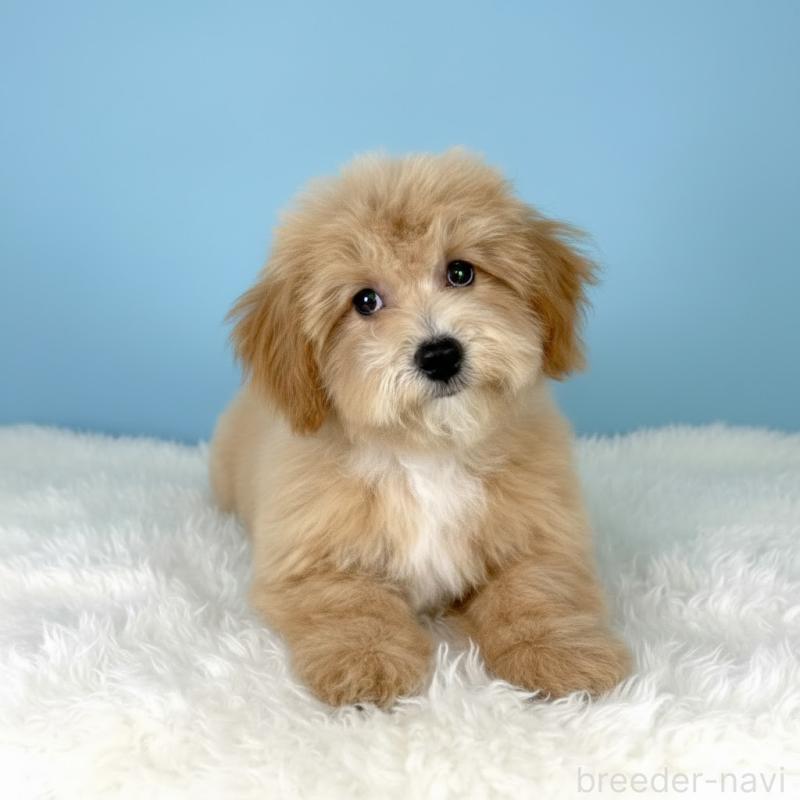 販売中の栃木県のビションプー:ビションフリーゼ×トイプードル-411573の3枚目