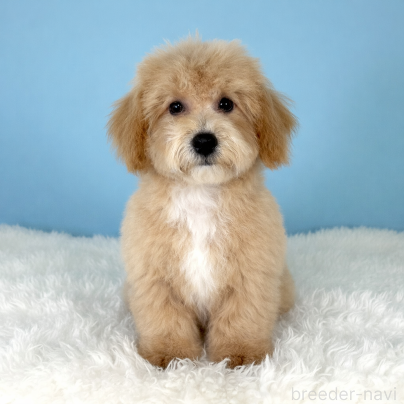 販売中の栃木県のビションプー:ビションフリーゼ×トイプードル-411573