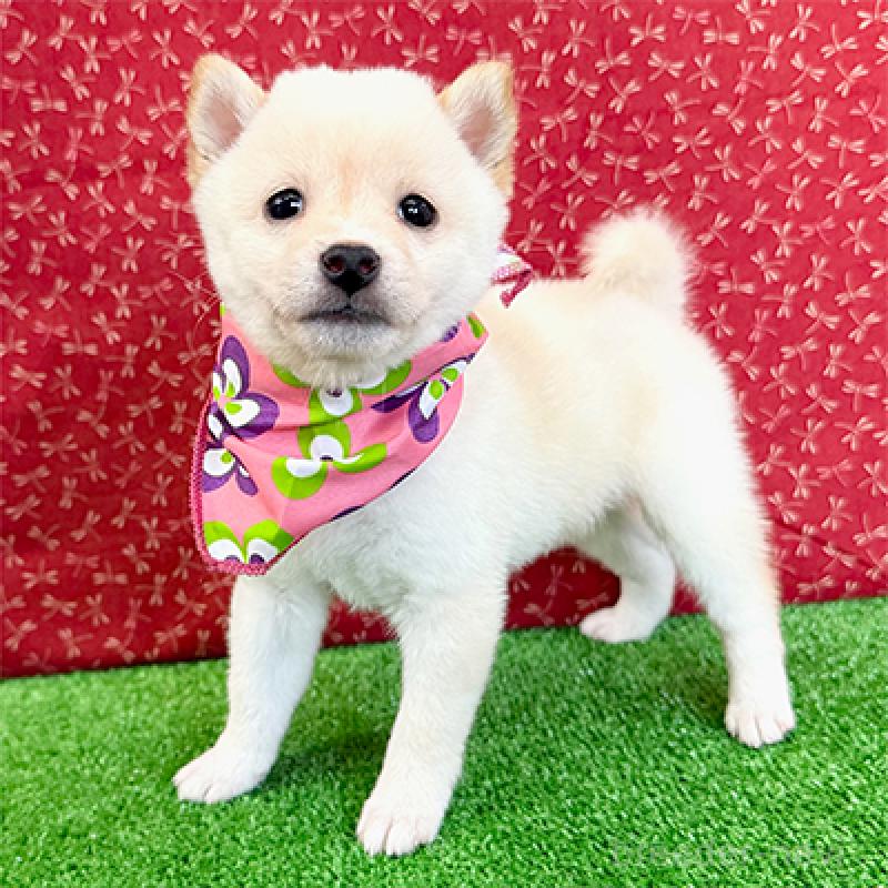 販売中の神奈川県の豆柴-438461の1枚目