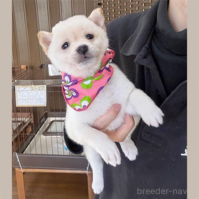 販売中の神奈川県の豆柴-438461の4枚目