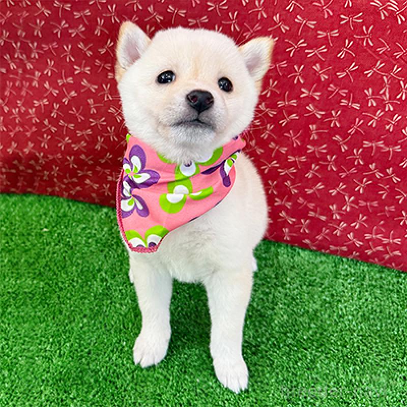 販売中の神奈川県の豆柴-438461の3枚目